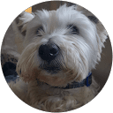 Des Williams's profile image